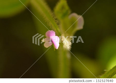 Edamame Flowers 132327640