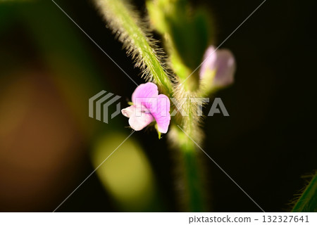 Edamame Flowers 132327641