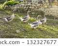 Geese graze on a green grass. A flock of four domestic geese walks together in mountains 132327677