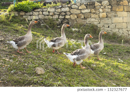 Geese graze on a green grass. A flock of four domestic geese walks together in mountains Geese graze on a green grass. A flock of four domestic geese walks together in mountains 132327677