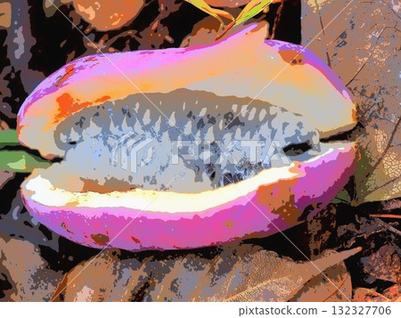 剛裂開的新鮮木通果實(afr20251015100837) 剛裂開的新鮮木通果實(afr20251015100837) 132327706