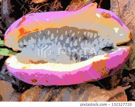 剛裂開的新鮮木通果實（afr20251015100852） 132327720