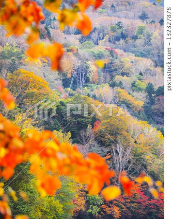 日光國立公園的丸沼 132327878