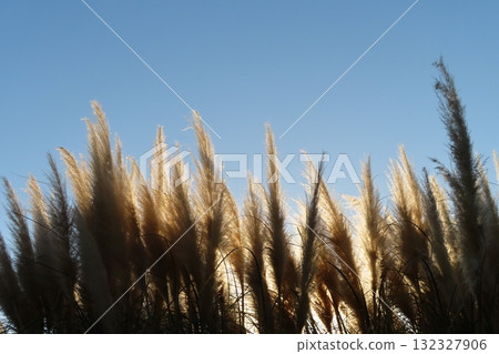 Japanese pampas grass against the blue sky. Backlit at dusk 132327906