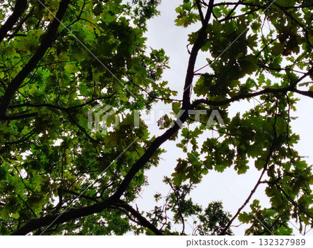 Oak tree branches with green leaves against an sky. Oak tree branches with green leaves against an sky. 132327989