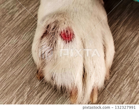 Close-up of a dog's paw with a visible red and raw skin lesion, canine lick granuloma or sore on pet paw. 132327991