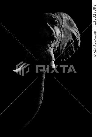 Mono African bush elephant against dark background 132328398