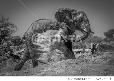Mono African elephant giving itself dust bath 132328401