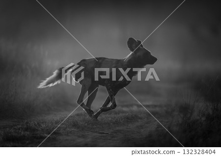 Mono African wild dog crossing dawn track 132328404
