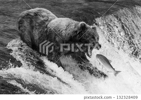 Mono bear about to catch a salmon Mono bear about to catch a salmon 132328409