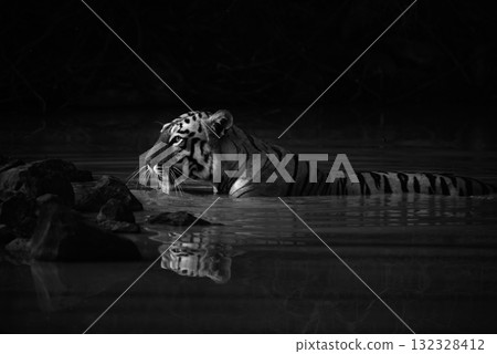 Mono Bengal tiger with catchlight in waterhole Mono Bengal tiger with catchlight in waterhole 132328412