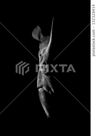 Mono black rhino side-lit staring towards camera Mono black rhino side-lit staring towards camera 132328414