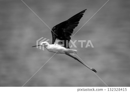 Mono black-winged stilt in sunshine raising wings 132328415