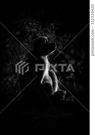 Mono chacma baboon sits basking in sunshine Mono chacma baboon sits basking in sunshine 132328420