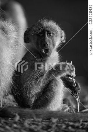 Mono chacma baboon sits yawning with catchlights Mono chacma baboon sits yawning with catchlights 132328422