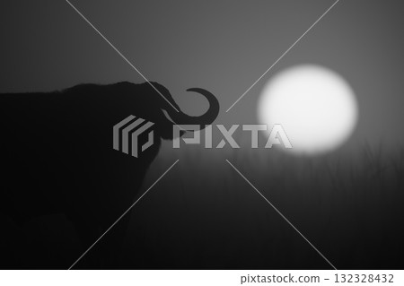 Mono close-up of buffalo silhouette at sunrise Mono close-up of buffalo silhouette at sunrise 132328432