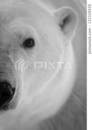 Mono close-up of half polar bear face Mono close-up of half polar bear face 132328438