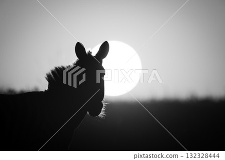 Mono close-up of plains zebra at sunrise Mono close-up of plains zebra at sunrise 132328444