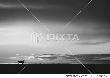 Mono common eland on horizon at sunset Mono common eland on horizon at sunset 132328447