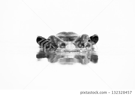 Mono hippo up to eyes in waterhole Mono hippo up to eyes in waterhole 132328457