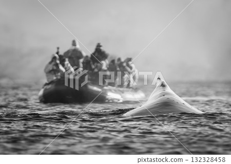 Mono humpback whale surfaces near photography boat Mono humpback whale surfaces near photography boat 132328458