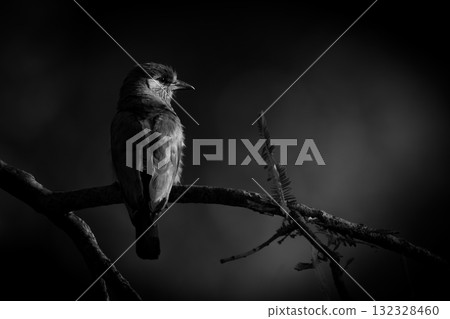 Mono Indian roller with catchlight on branch Mono Indian roller with catchlight on branch 132328460