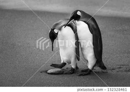 Mono king penguin studies rock by another Mono king penguin studies rock by another 132328461