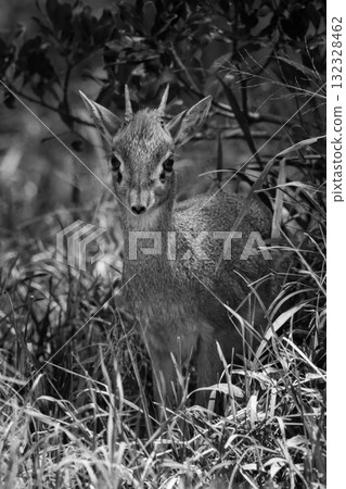 Mono Kirk dik-dik standing in long grass Mono Kirk dik-dik standing in long grass 132328462