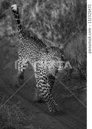 Mono leopard running along track in grass Mono leopard running along track in grass 132328472