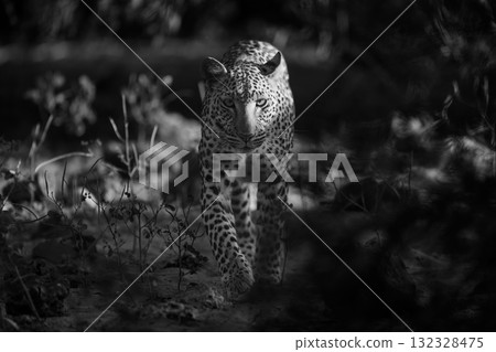 Mono leopard walks toward camera in morning 132328475
