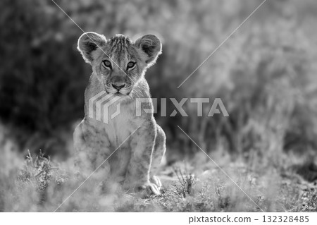 Mono lion cub in grass facing camera Mono lion cub in grass facing camera 132328485