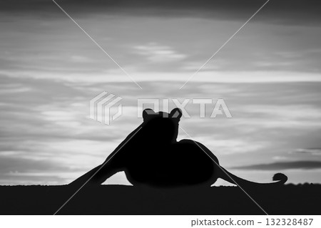 Mono lioness lying silhouetted at dawn stretching Mono lioness lying silhouetted at dawn stretching 132328487