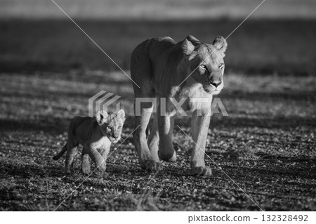 Mono lioness walking along airstrip by cub Mono lioness walking along airstrip by cub 132328492