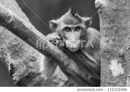 Mono long-tailed macaque leaning head on paws Mono long-tailed macaque leaning head on paws 132328496