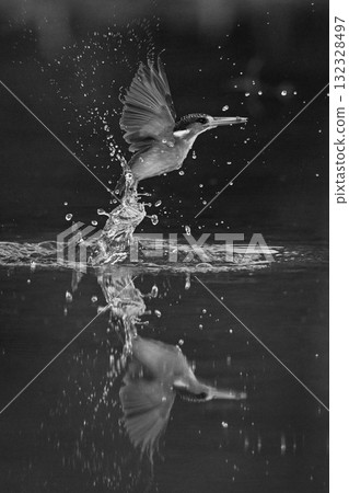 Mono malachite kingfisher beats wings leaving water Mono malachite kingfisher beats wings leaving water 132328497