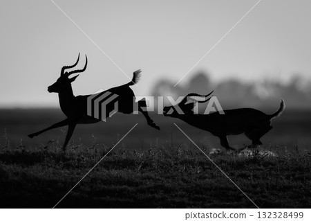 Mono male impala chases another in silhouette Mono male impala chases another in silhouette 132328499