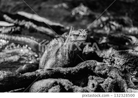 Mono marine iguana among roots facing camera Mono marine iguana among roots facing camera 132328500
