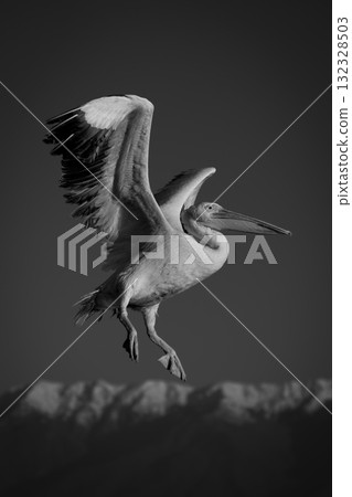 Mono pelican flies past mountains at dawn Mono pelican flies past mountains at dawn 132328503