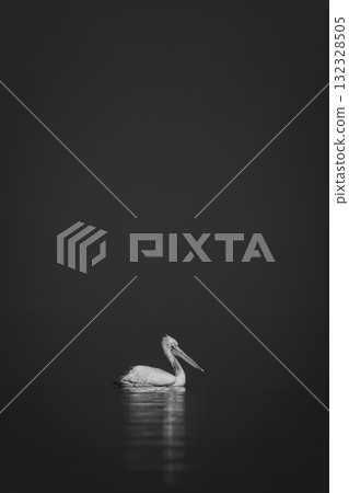 Mono pelican floats on calm blue lake Mono pelican floats on calm blue lake 132328505