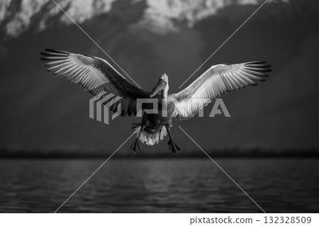 Mono pelican spreads wings landing on lake 132328509