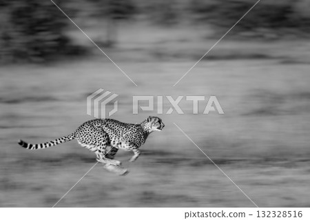 Mono slow pan of cheetah crossing grassland 132328516