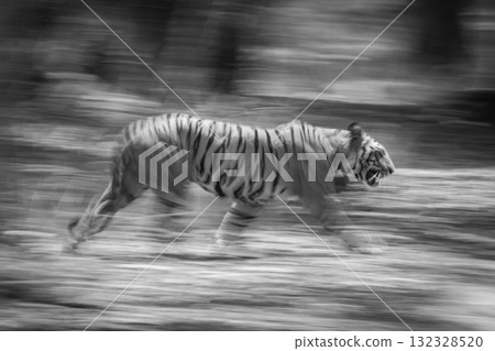 Mono slow pan of tiger in forest 132328520