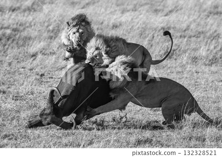 Mono three male lions take down buffalo 132328521