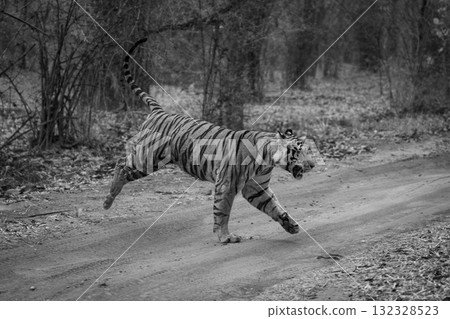 Mono tiger runs across track in forest 132328523