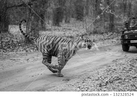 Mono tiger runs past jeep on track 132328524