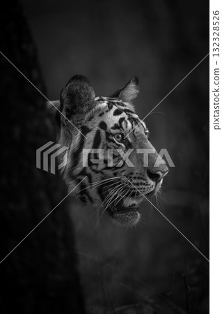 Mono tiger stands poking head past tree 132328526