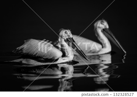 Mono two pelicans swim side-by-side across lake Mono two pelicans swim side-by-side across lake 132328527