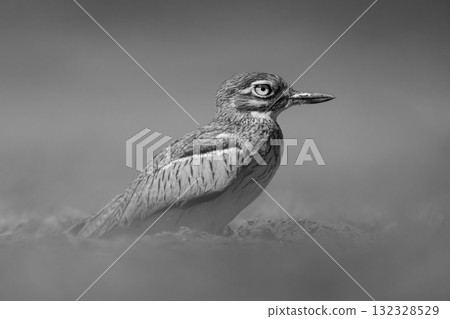 Mono water thick-knee nestles on dusty floodplain 132328529