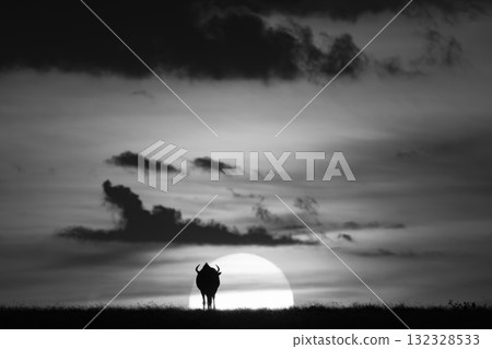 Mono wildebeest silhouetted against sun on horizon Mono wildebeest silhouetted against sun on horizon 132328533