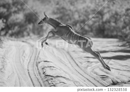 Mono young greater kudu jumps over track 132328538